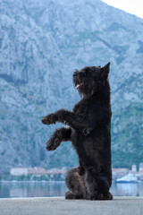 An energetic black Schnauzer dog stands on its hind legs against a dramatic mountain backdrop, a picture of excitement and eagerness