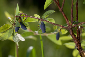 Blue Honeysuckle shrub with big juicy berries in the garden - Kamchatka berry, Lonicera caerulea
