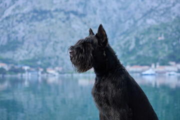 A majestic black Schnauzer stands with a mountainous coastline in the background, embodying a sense...