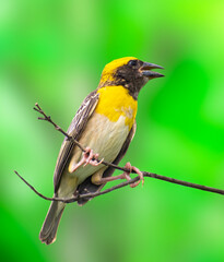 Fototapeta premium Baya weaver bird (male) building its nest in full swing. The bright yellow colour makes this bird attractive and eye catching.