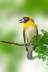 Baya weaver bird (male) building its nest in full swing. The bright yellow colour makes this bird attractive and eye catching.