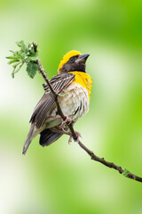 Baya weaver bird (male) building its nest in full swing. The bright yellow colour makes this bird attractive and eye catching.