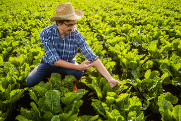 Portrait of farmer who is cultivating spinach. He is examining crops.