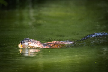 An adult muskrat swims perpendicular to the camera lens in a green water background.	