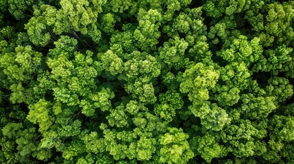 Naklejka premium Verdant forest canopy from above. Nature conservation and environmental sustainability concept. Design for eco-themed posters, banners, and educational materials. 
