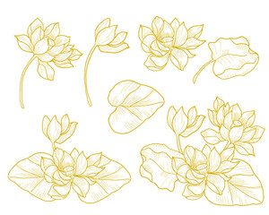 Hand Drawn Water Lily Flower 