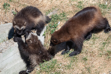 Adult female with two Wolverine kits playing (Gulo gulo)