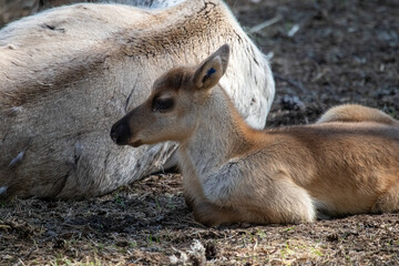 Finnish forest reindeer calf resting (Rangifer fennicus fennicus)