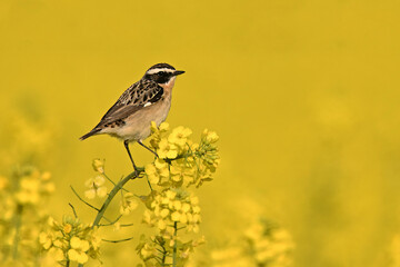 Braunkehlchen (Saxicola rubetra, Männchen)