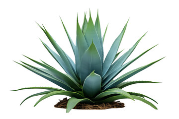 Fototapeta premium The Potted Symphony: A Plants Ode to Growth on a White or Clear Surface PNG Transparent Background.