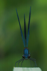 Gebänderte Prachtlibelle (Calopteryx splendens)