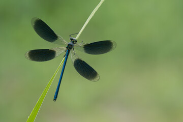 Gebänderte Prachtlibelle (Calopteryx splendens)
