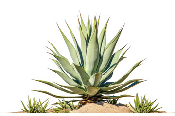 Fototapeta premium The Verdant Sentinel Emerges From the Earth on a White or Clear Surface PNG Transparent Background.