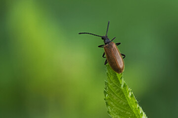 Gew&ouml;hnlicher Wollk&auml;fer ((Lagria hirta)