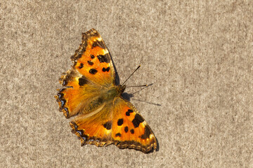 Großer Fuchs (Nymphalis polychloros)