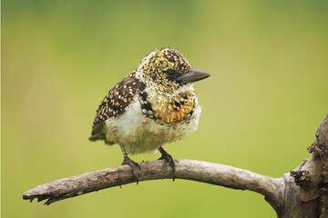 Ohrfleck-Bartvogel (Trachyphonus Darnaudii)