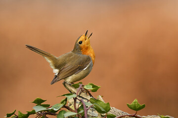 Rotkehlchen (Erithacus rubecula)