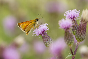 Schwarzkolbiger Braun-Dickkopffalter (Thymelicus lineola)
