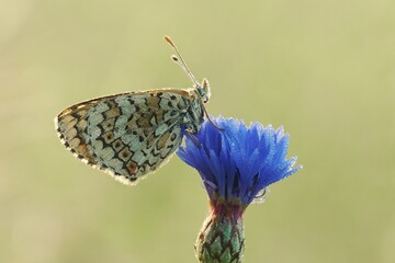 Wegerich-Scheckenfalter  (Melitaea cinxia)