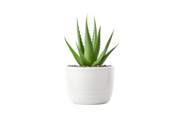 Whispers of Nature: A Serene Collaboration on a White or Clear Surface PNG Transparent Background.