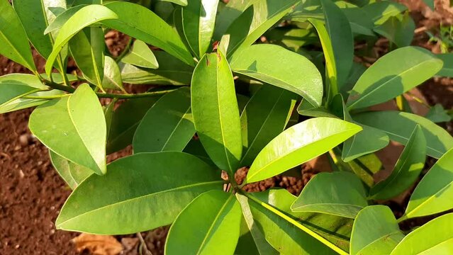 Manilkara zapota plants commonly known as sapodilla sapote
