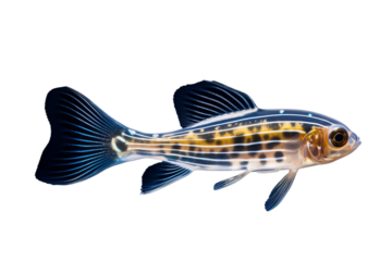 The Enigmatic Dance of the Black and Yellow Striped Fish on a White or Clear Surface PNG Transparent Background.