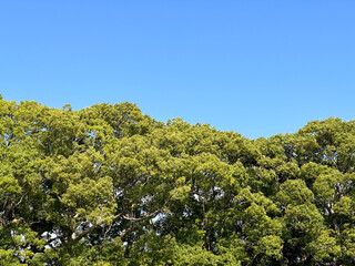 青空と緑の木々