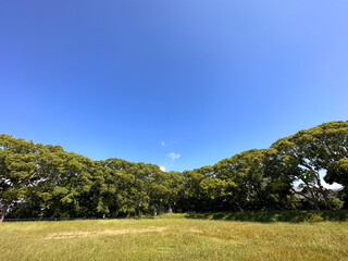 青空と緑の木々