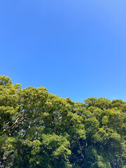 青空と緑の木々