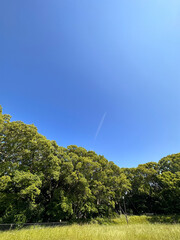 青空と緑の木々