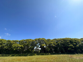 青空と緑の木々