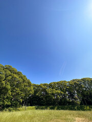 青空と緑の木々