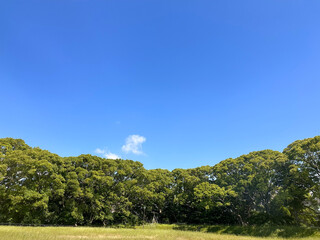 青空と緑の木々