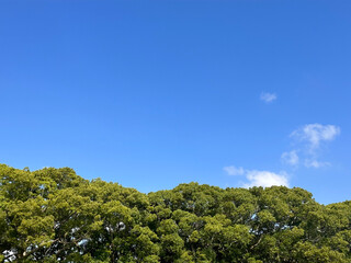 青空と緑の木々