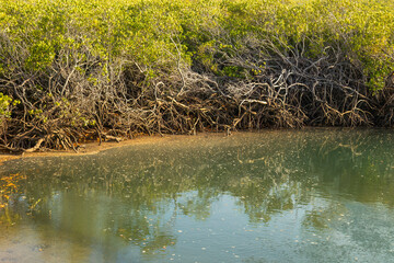 The tangled roots of a mangrove forest lining a tidal creek in an extensive coastal mangrove ecosystem at the tourist town of Bowen in the Whitsunday region of tropical Queensland, Australia.