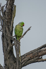 The rose-ringed parakeet (Psittacula krameri), also known as the ring-necked parakeet, is a medium-sized parrot. Beautiful colourful green parrot, cute parakeets perched on a branch