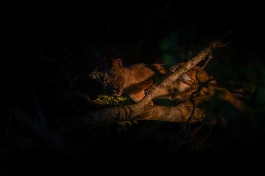 fossa walks through the jungle in madagascar.