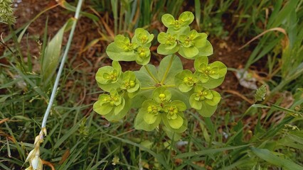 poinsettia, spurge or euphorbia green fresh plant