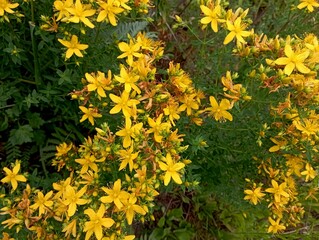 Texture of small rich yellow fresh St. John's wort flowers. Small yellow wildflowers in large...