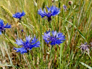 Blue field bright flowers. Fragile field cornflowers bloomed with bright blue flowers against the background of tall green grass. The subject of summer and wildflowers.