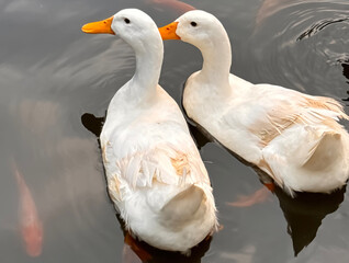 Large white heavy duck also known as America Pekin, Long Island Duck, Pekin Duck, Aylesbury Duck, Anas platyrhynchos domesticus