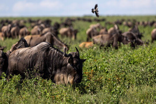 a large group of wildebeest stands in the savannah