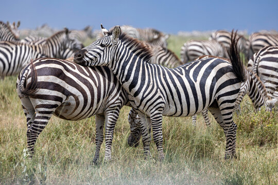 a group of zebras stands on the plains