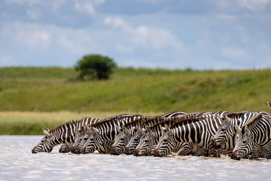 a group of zebras drink from a lake