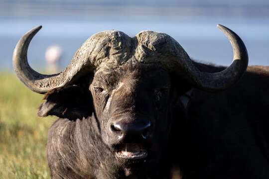 an African buffalo grazes on grass while watching us