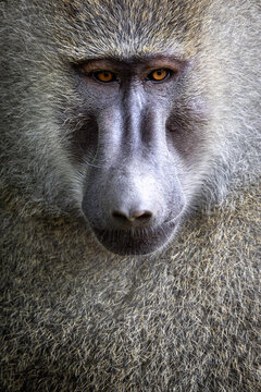 A close-up image of a baboon