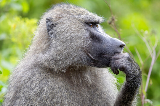 baboon in a pensive attitude