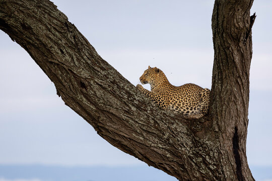 A leopard rests on the intersection of a branch