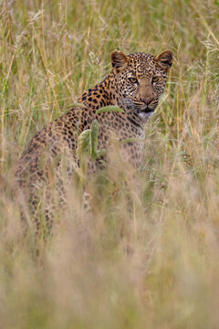 A leopard rests in the tall grass