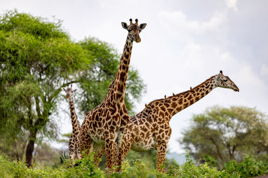 three giraffes stand next to acacia trees